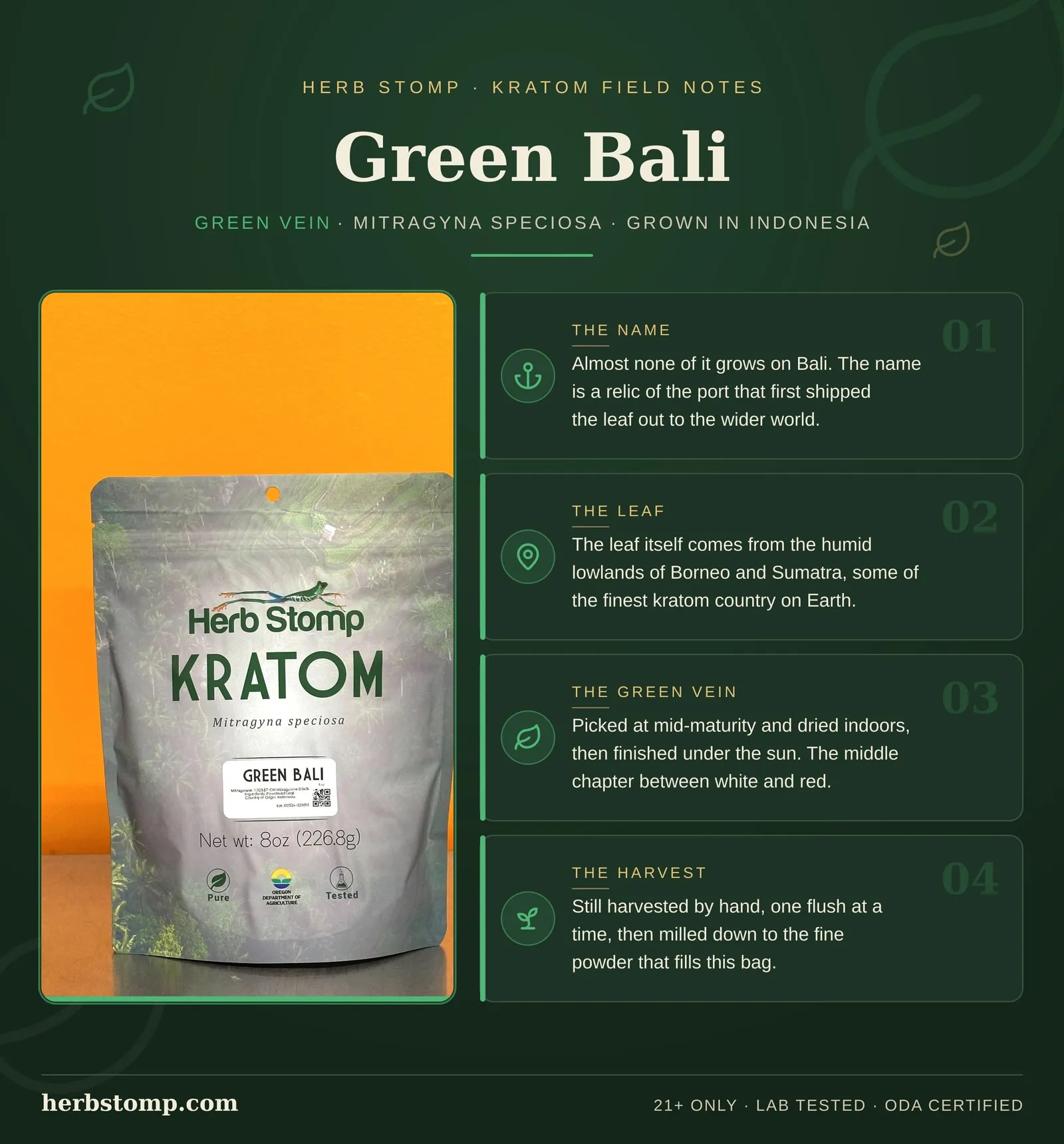 Infographic: Green Bali Kratom field notes. Facts about the strain name, its lineage, how the leaf is harvested and dried, and kratom botany. Packed in Portland, Oregon and third-party lab tested with COAs available on request.