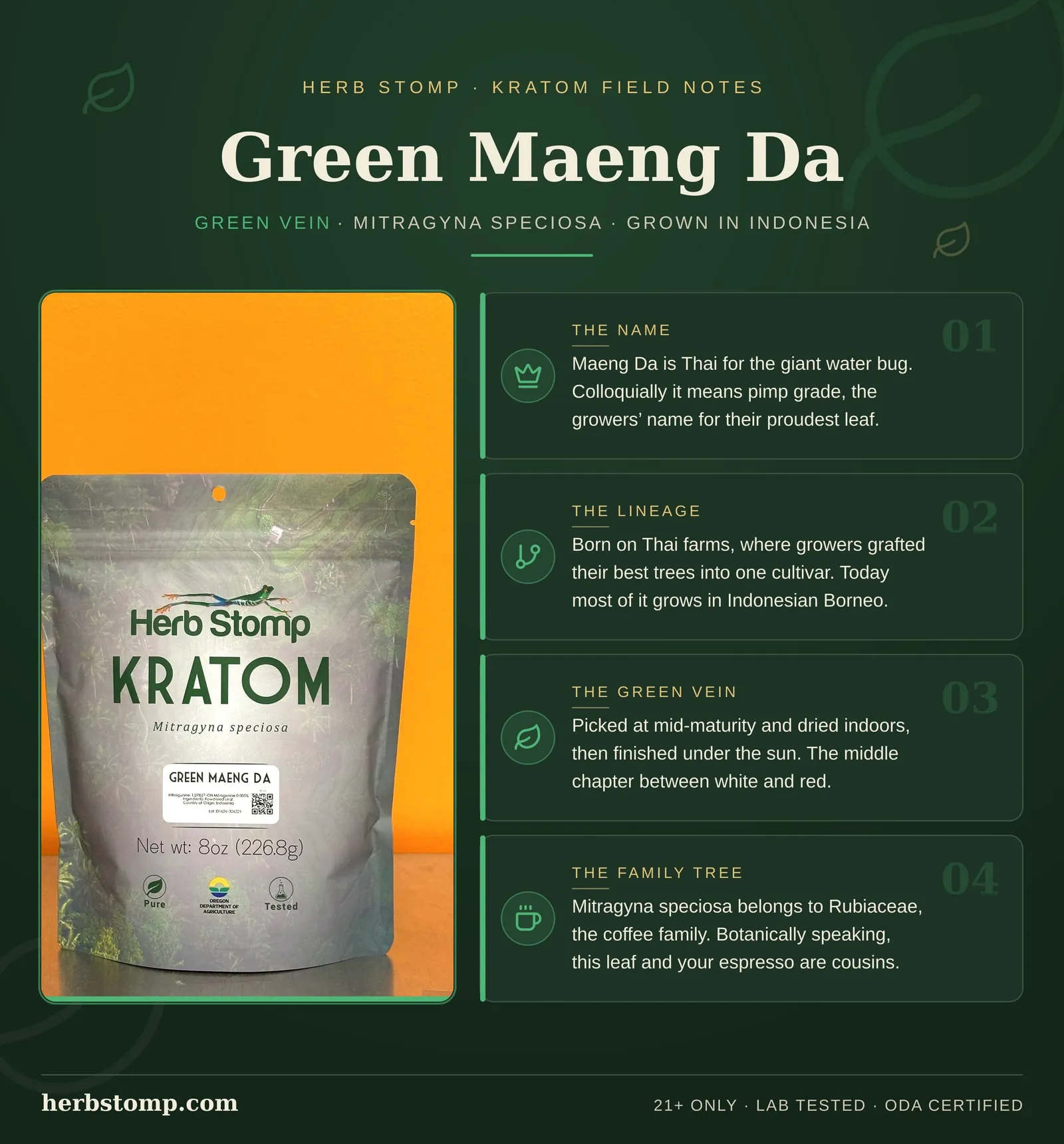 Infographic: Green Maeng Da Kratom field notes. Facts about the strain name, its lineage, how the leaf is harvested and dried, and kratom botany. Packed in Portland, Oregon and third-party lab tested with COAs available on request.