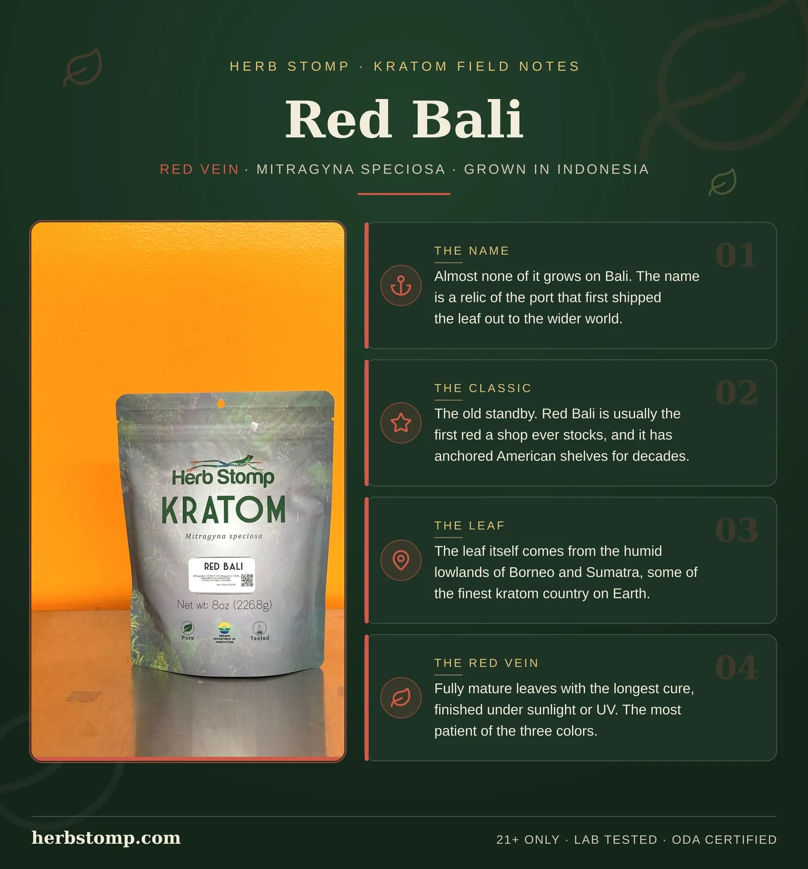Infographic: Red Bali Kratom field notes. Facts about the strain name, its lineage, how the leaf is harvested and dried, and kratom botany. Packed in Portland, Oregon and third-party lab tested with COAs available on request.