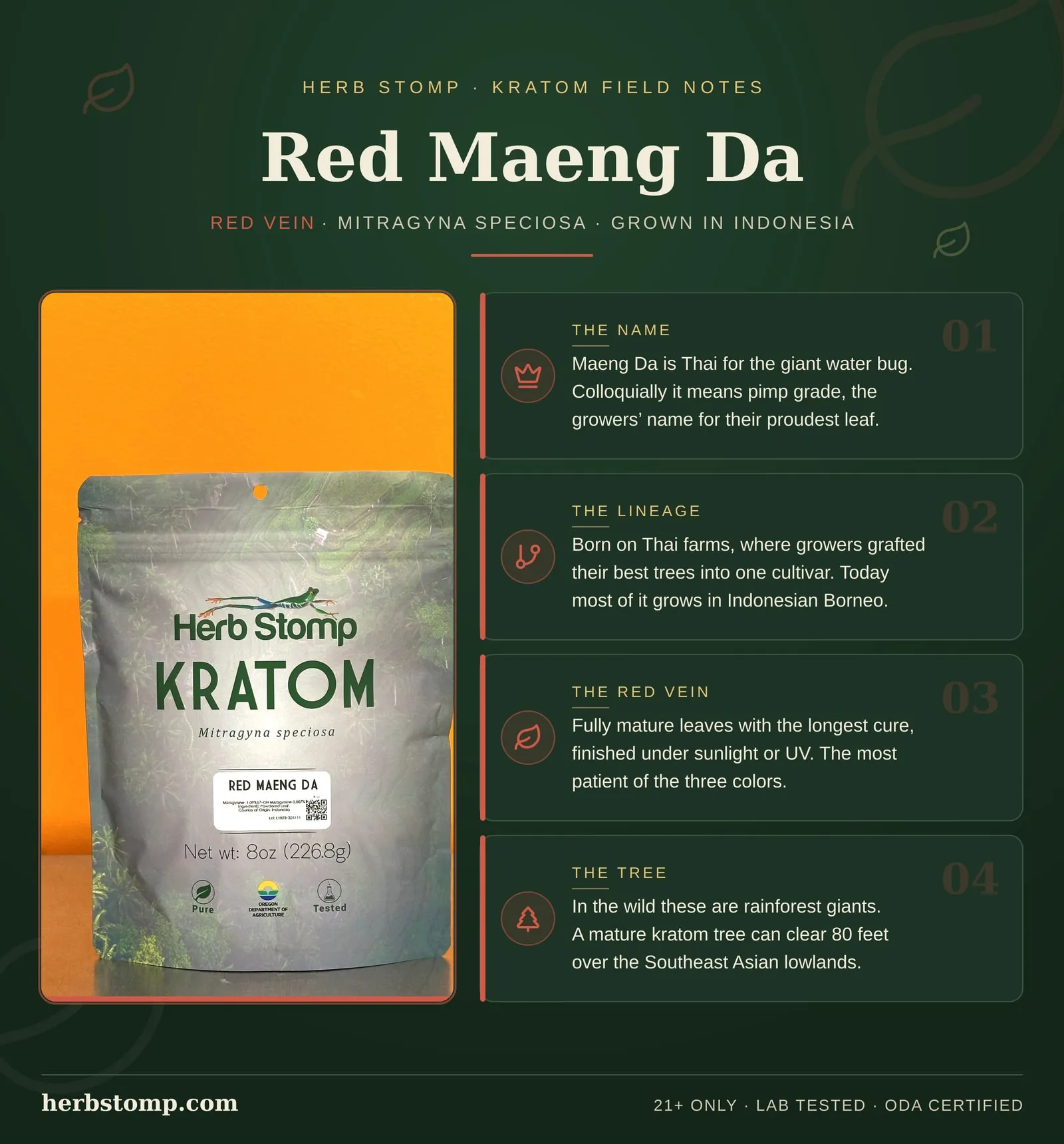 Infographic: Red Maeng Da Kratom field notes. Facts about the strain name, its lineage, how the leaf is harvested and dried, and kratom botany. Packed in Portland, Oregon and third-party lab tested with COAs available on request.
