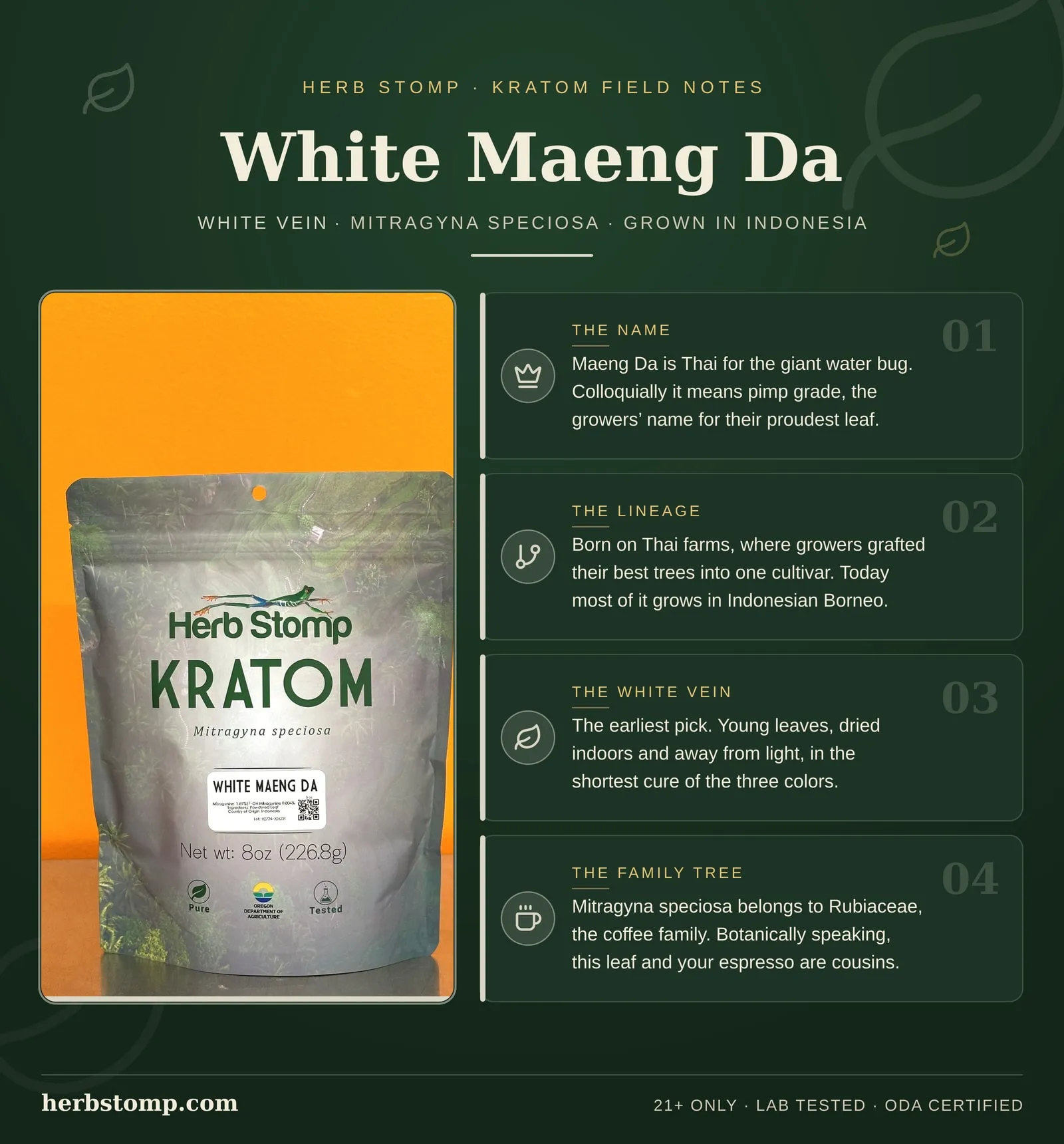 Infographic: White Maeng Da Kratom field notes. Facts about the strain name, its lineage, how the leaf is harvested and dried, and kratom botany. Packed in Portland, Oregon and third-party lab tested with COAs available on request.