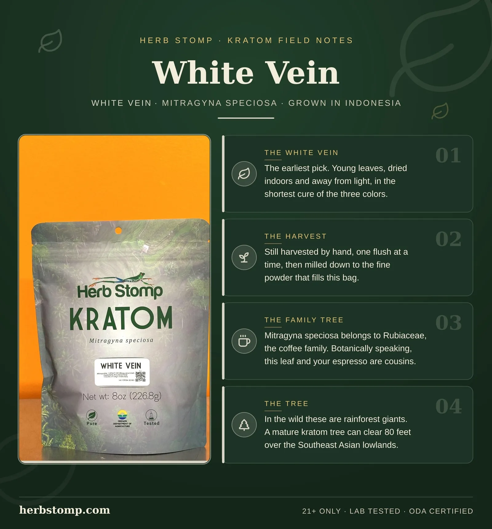 Infographic: White Vein Kratom field notes. Facts about the strain name, its lineage, how the leaf is harvested and dried, and kratom botany. Packed in Portland, Oregon and third-party lab tested with COAs available on request.