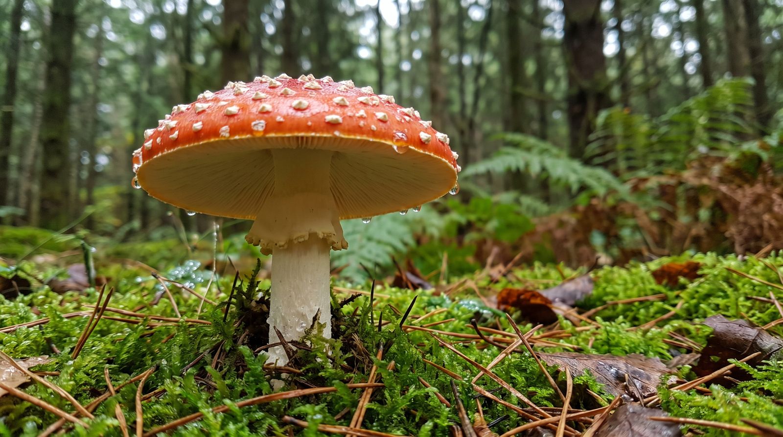 Amanita muscaria fly agaric mushroom with red cap and white warts on a mossy forest floor
